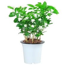 Jasmine Living Seedling Fragrant Plant Grown Green Tea Perennial Garden Indoor Bonsai Plant No Experience Required Easy to Grow (No Pot Include)