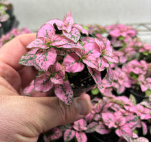 Hypoestes Pink Splash Live Potted House Plants Air Purifying in 2" Pot