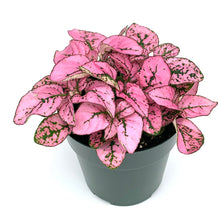 Hypoestes Pink Splash Live Potted House Plants Air Purifying in 2" Pot