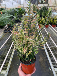 Euphorbia Variegated Devil’s Backbone - 6 Inch pot
