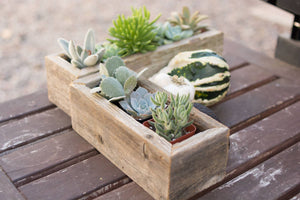 Reclaimed Wood Succulent  Planter - Small Trough