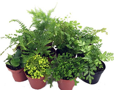 Mini Ferns for Terrariums/Fairy Garden - 10 Plants - 2