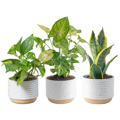 Costa Farms Live Plants, Easy to Grow Indoor Houseplants (3-Pack), Air Purifying Grower's Choice Plants in Plant Pots, Potting Soil, Housewarming, Garden, Office, Home, or Living Room Décor