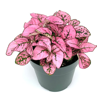 Hypoestes Pink Splash Live Potted House Plants Air Purifying in 2