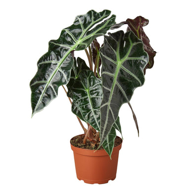 ALOCASIA AFRICAN MASK 6-inch