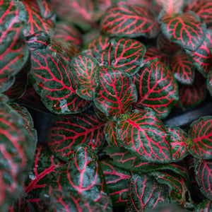Fittonia Red - 4" Pot