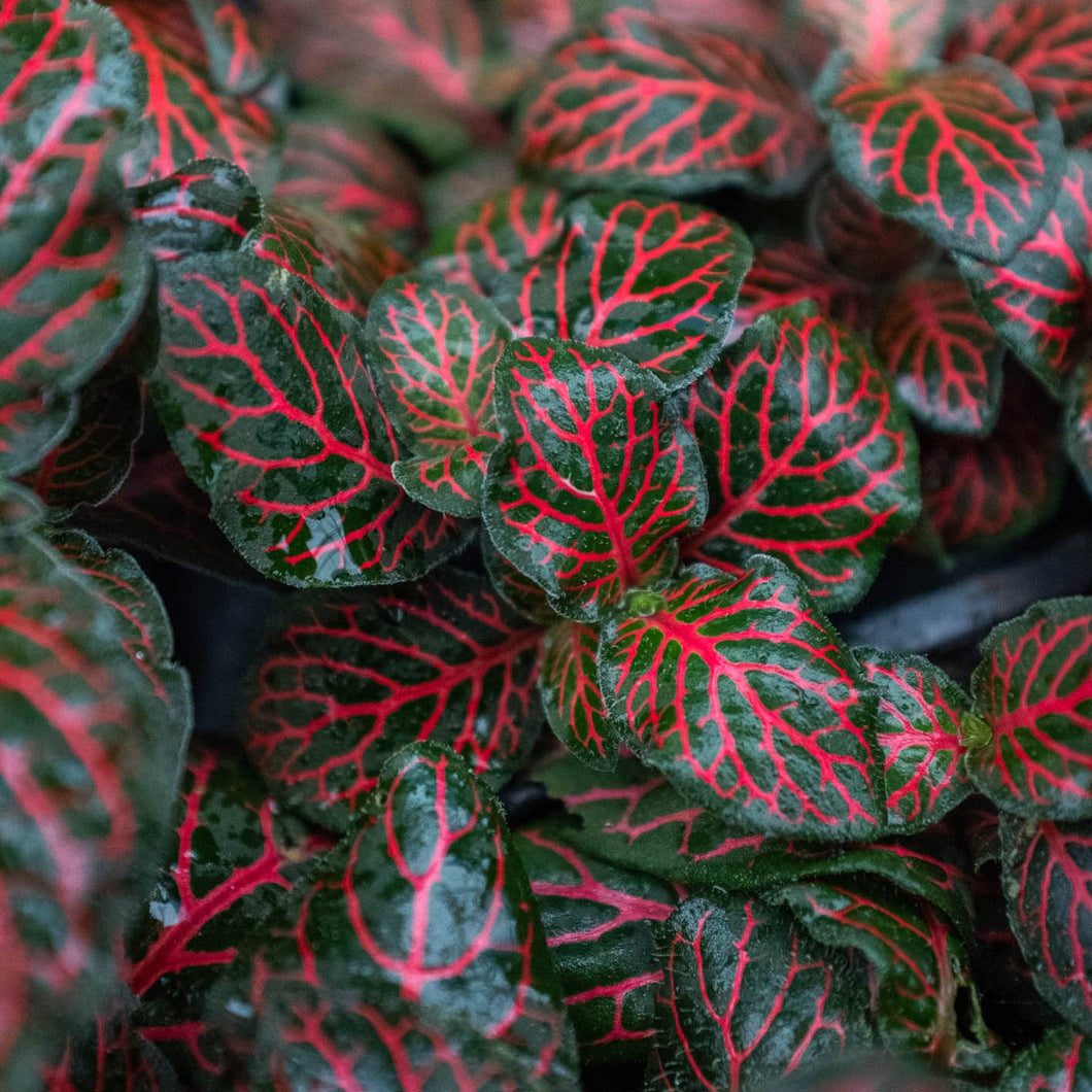 Fittonia Red - 4