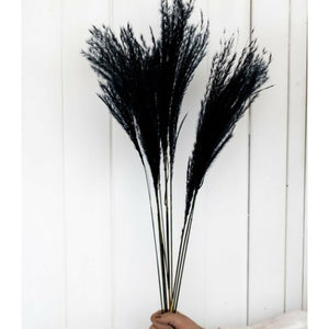 DRIED BLACK SILVER FEATHER GRASS - Grace on Broadway 